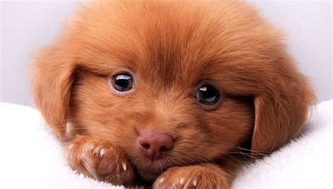 Cute Baby Puppies Wallpaper