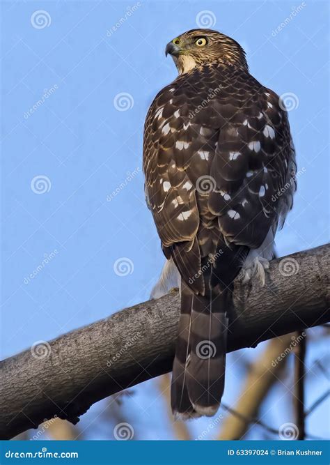 Cooper s Hawk stock photo. Image of brown, sharp, head - 63397024