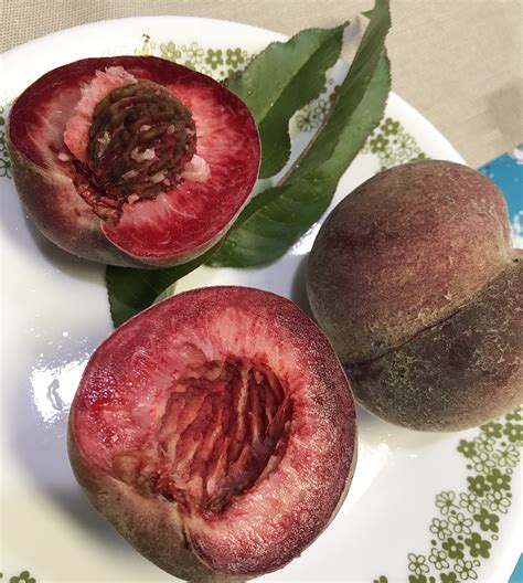 Indian Blood Peach a Bust in the Northeast - Page 2 - General Fruit
