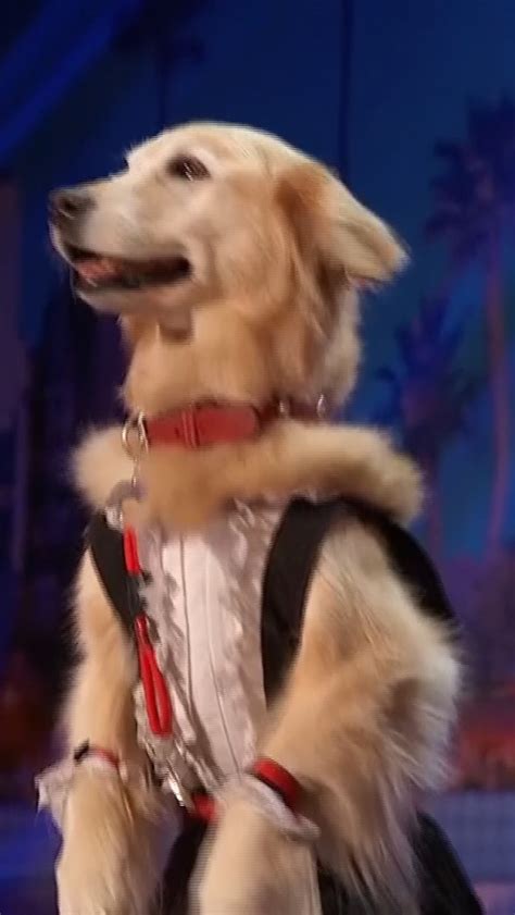Roni Sagi & her Dog Rhythm Wow The Judges on AGT! | Adorable Dog ...