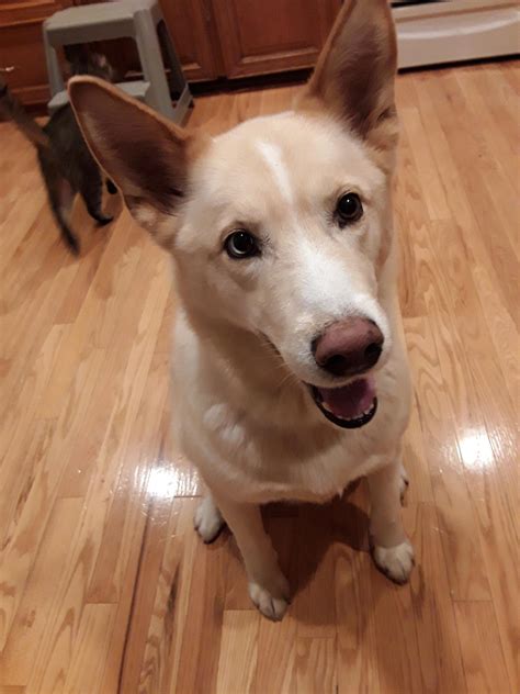 German Shepherd Husky Mix Blue Eyes