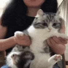 Komaru Cat Cat GIF - Komaru Cat Cat - Discover & Share GIFs