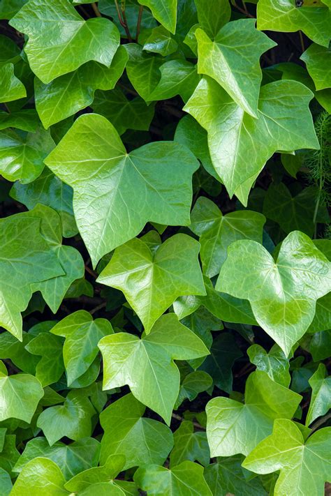 IVY