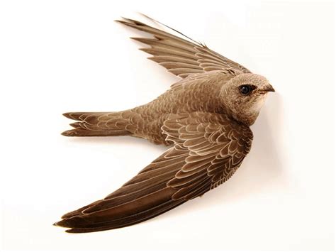 Apus pallidus: Systematics, Habitat, Biology, Ecological Role ...
