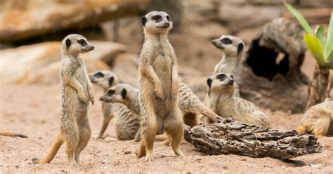 Meerkat Encounter | Taronga Conservation Society Australia
