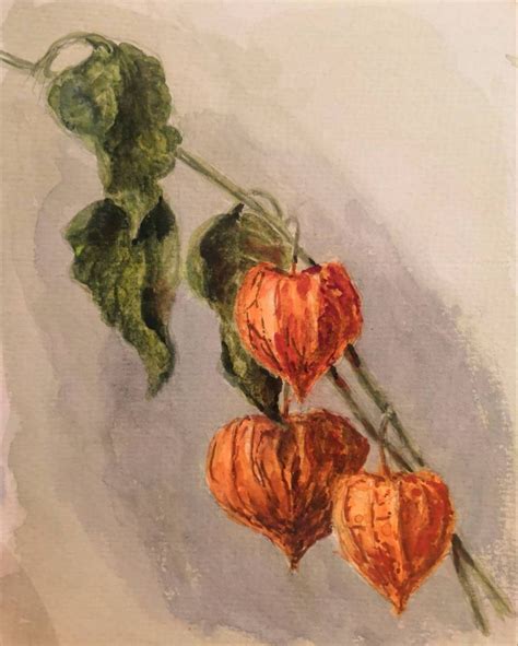 Физалис / Winter cherry by Svetlana Bukina | Planet drawing, Drawings ...