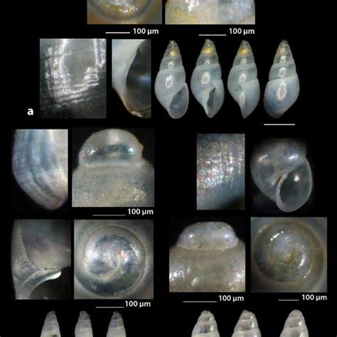 a. Auristomia erjaveciana (Brusina, 1869), b. Auristomia ignorata ...
