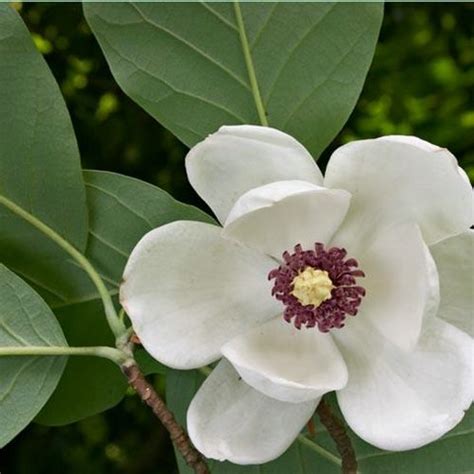 Градината - Магнолия, MAGNOLIA