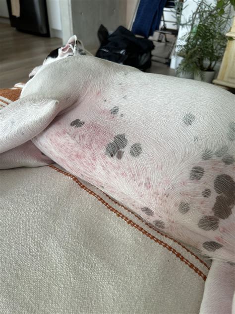 Red rash on tummy : r/vet