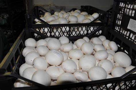 Из-за аномальной жары ухудшилась реализация грибов - UMDIS Mushroom Agency