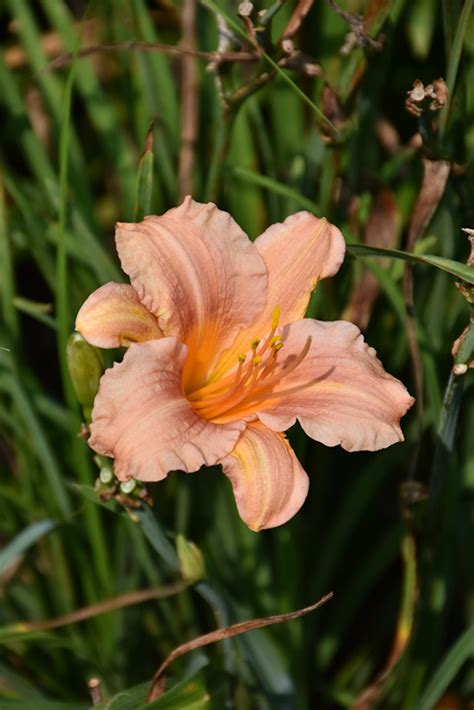 EveryDaylily Pink Wing Daylily (Hemerocallis 'VER0021') in Milwaukee ...
