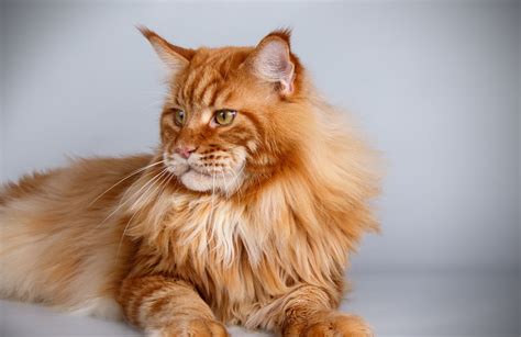 Maine Coon: caratteristiche del gatto gigante | Deabyday