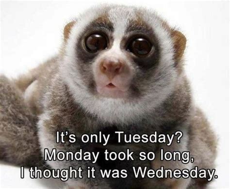 101 Tuesday Memes - "It's only Tuesday? Monday took so long, I thought ...