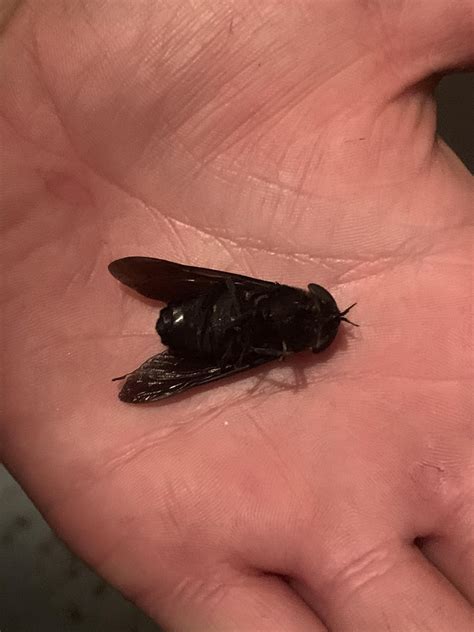 Strange black flying bug found in our house in Western Virginia, USA