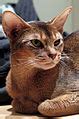 categorymakedas abyssinian wikimedia commons