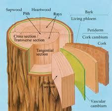 Kayu Sebgai Bahan Baku Kertas | Mealabs Kemasan Indonesia