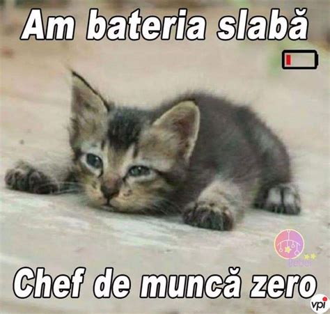 Chef de muncă - Viral Pe Internet | Funny babies, Animal jokes, Funny ...