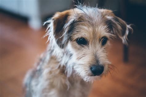 3840x2553 puppy 4k image desktop - Coolwallpapers.me!