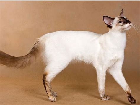 Best Cats for Allergies That You Can Safely Love - Cute Animal Planet