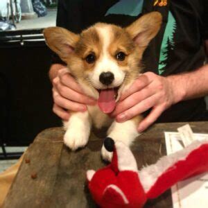 Contact Us - CORGI BREEDS