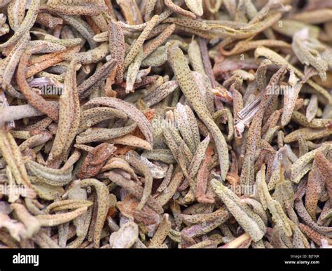 thyme seeds  res stock photography  images alamy