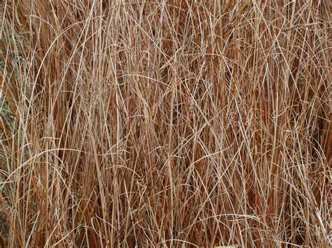 Carex buchananii | Frost's Nurseries