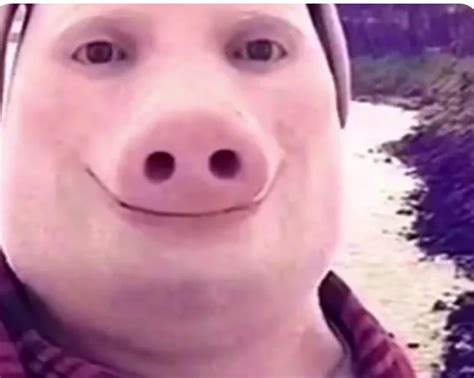 pig face Latest Memes - Imgflip