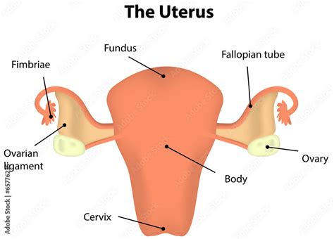 anatomy   uterus uterus structure  location czeew