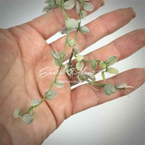 Dischidia nummularioides variegata Pebble Beach - exoticplantshop.org
