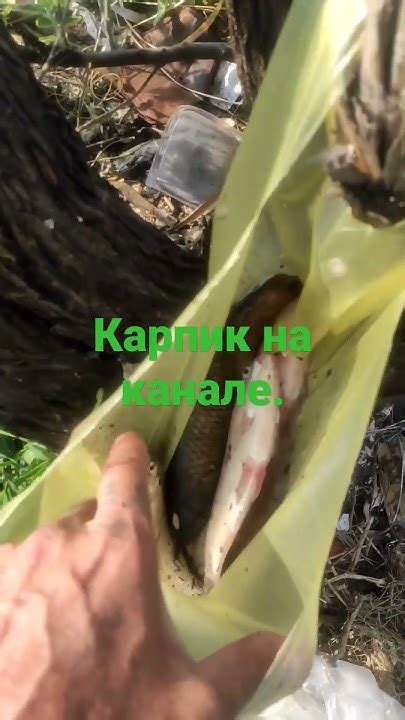 карпика поймал - YouTube