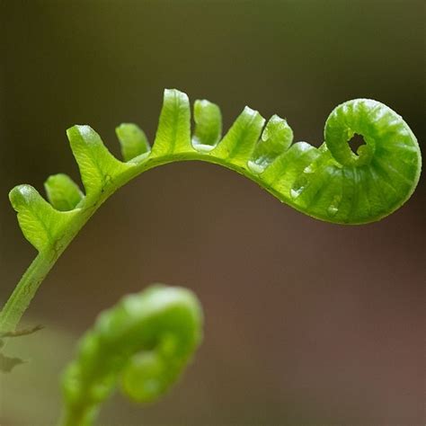 plant list department  archaeology simon fraser university
