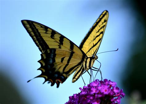 243 Beautiful Butterfly Pictures · Pexels · Free Stock Photos