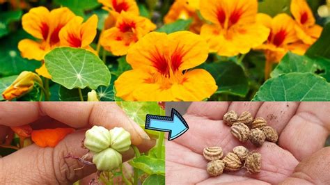 How to Save Nasturtium Seeds - Back Gardener