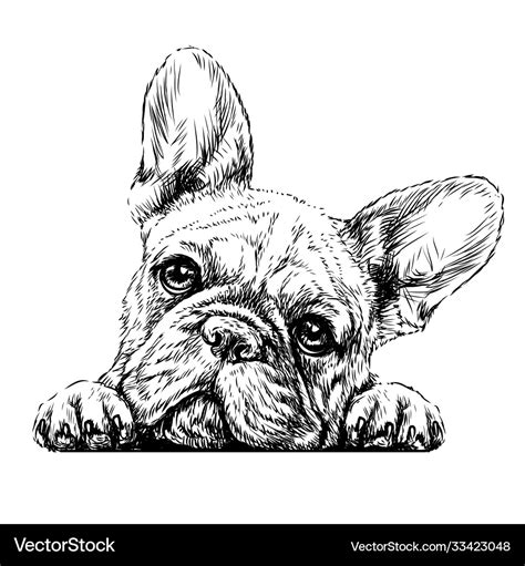 french bulldog royalty  vector image vectorstock