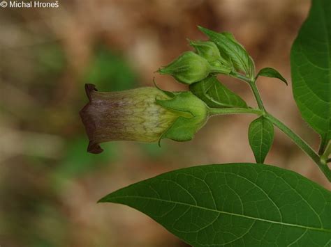 Atropa bella-donna - rulík zlomocný | Solanaceae - lilkovité | Natura ...