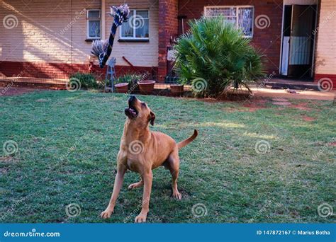 dog   catch rope stock image image  portrait