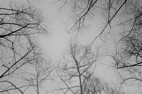 Photo of Leafless Forest