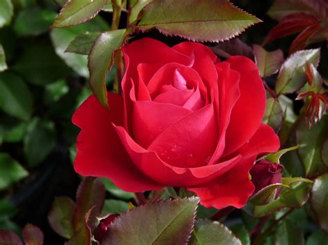 Rouge Meilove | Trosrozen | Rosarium Lottum