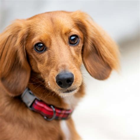 9 White Fluffy Dog Breeds: Grooming Tips & Traits - Parade Pets