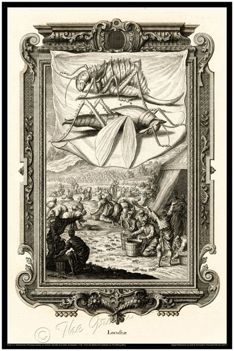 Biblical Plague of Locusts Print Scheuchzer Physica Sacra 1731-1735 Classical Latin Version ...