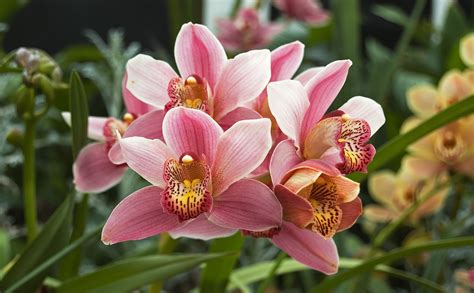 programme orchid  campus france