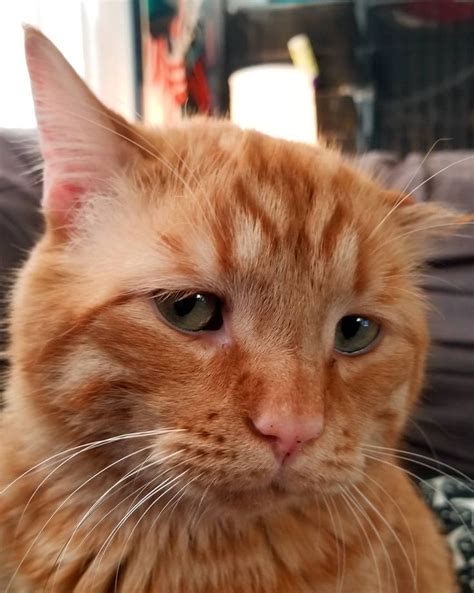 Cat Food Recipes and Care Tips