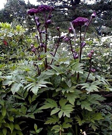 Dark ANGELICA EBONY Sylvestris Purple Red Maroon Black Hardy - Etsy