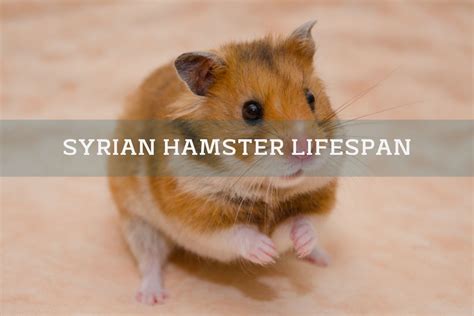 Syrian Hamster Lifespan: How Long Do They Live?