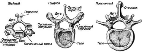 Позвоночник