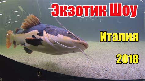 Экзотик Шоу. - YouTube