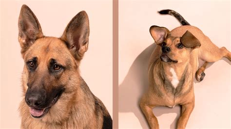 Are Dna Tests Available For All Known Inherited Dog Diseases