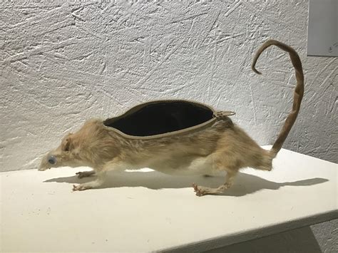 Rat Pencilcase, 25cm, Taxidermy : r/Art
