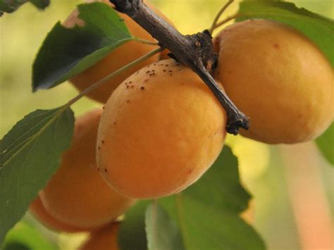 Apricot, Manchurian - Switzer Landscaping & Nursery