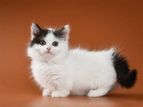 Dwarfism In Cats: What You Need To Know - All About Cats